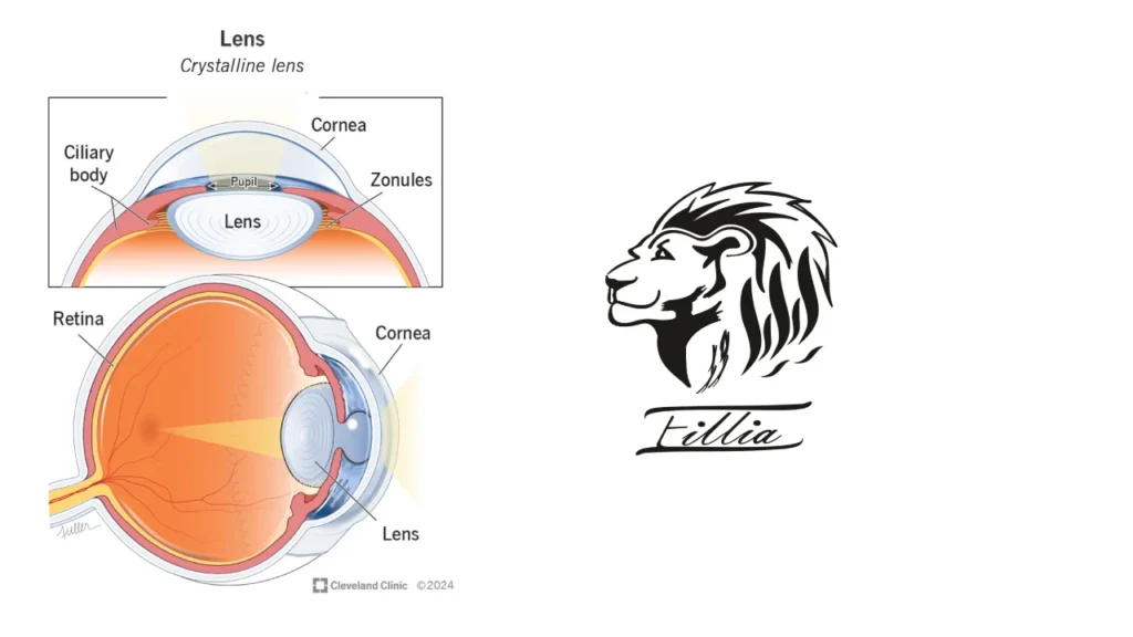 خرید لنز با بیمه دانا